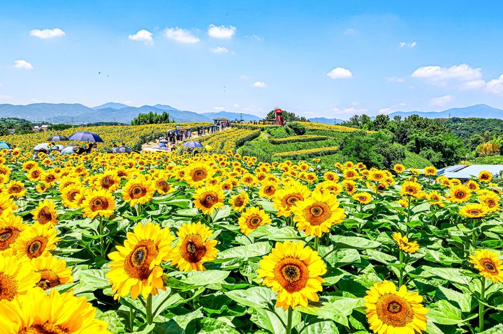 [창원=뉴시스]함안군, 제14회 강주해바라기 축제 개최. (사진=함안군 제공) 2026.06.12. photo@newsis.com *재판매 및 DB 금지