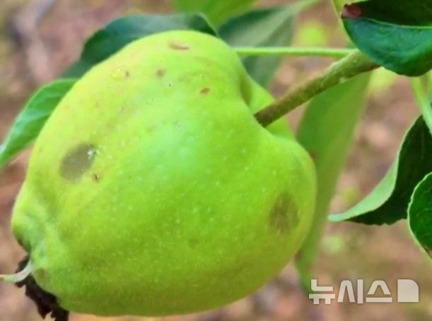 [청주=뉴시스] 충북 북부지역 우박피해 모습 (사진=충북농협 제공)