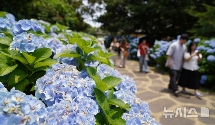 [서귀포=뉴시스] 우장호 기자 = 대체로 맑은 날씨를 보인 13일 제주 도내 대표적인 수국 명소인 서귀포시 온평리 혼인지에 나들이객들이 찾아와 즐거운 시간을 보내고 있다. 2026.06.13. woo1223@newsis.com