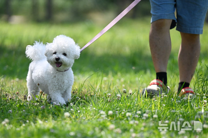[광주=뉴시스] 박기웅 기자 = 동물이 '단순히 물건이 아니다'라는 선언을 넘어, 구체적인 법률관계에서 동물의 생명력을 어떻게 실질적으로 반영할 것인지에 대한 전문가들의 제언이 16일 나왔다. 사진은 지난달 14일 오전 광주 광산구 선암동 황룡친수공원에서 주인과 산책을 나온 반려견이 풀밭 위를 뛰는 모습. 2026.07.16. pboxer@newsis.com