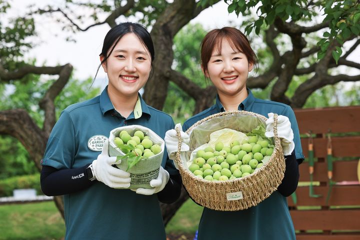 [서울=뉴시스] 삼성물산 리조트부문이 운영하는 에버랜드가 12일부터 14일까지 매화나무 700그루로 조성된 하늘정원길에서 매실따기 프로그램을 진행했다. (사진=삼성물산 제공) 2026.06.14. photo@newsis.com *재판매 및 DB 금지