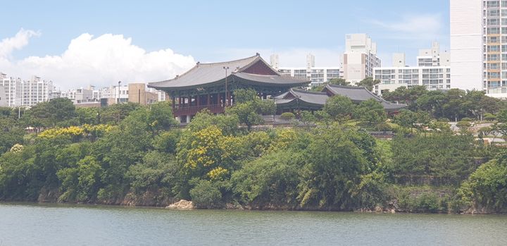 [울산=뉴시스] 울산 중구 태화루 주변 모감주나무 군락지. (사진=울산시 제공) photo@newsis.com *재판매 및 DB 금지