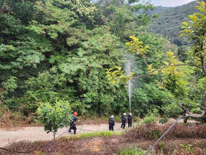[양산=뉴시스] 양산국유림관리소가 인접 산림을 대상으로 미국선녀벌레 방제를 하고 있다. (사진=양산국유림관리소 제공) 2026.06.15. photo@newsis.com *재판매 및 DB 금지