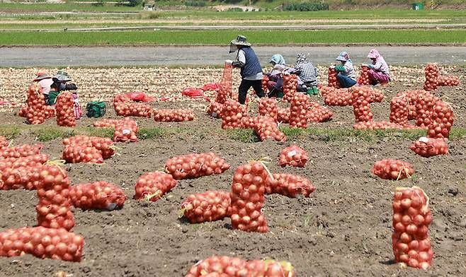 [함양=뉴시스] 함양 양파 (사진=함양군 제공) 2026. 06. 16. photo@newsis.com *재판매 및 DB 금지