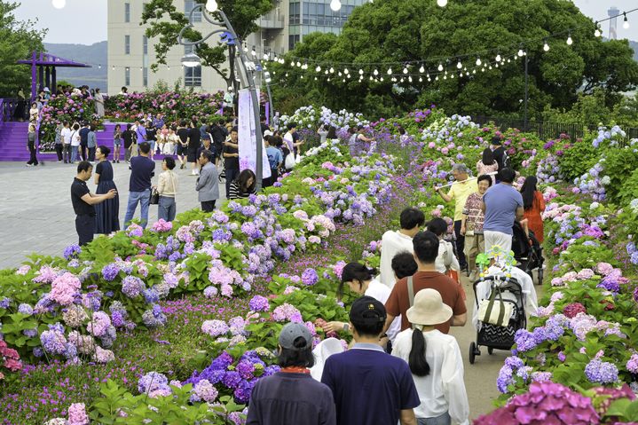 [울산=뉴시스] 울산 장생포 수국 페스티벌. (사진=뉴시스 DB). photo@newsis.com *재판매 및 DB 금지