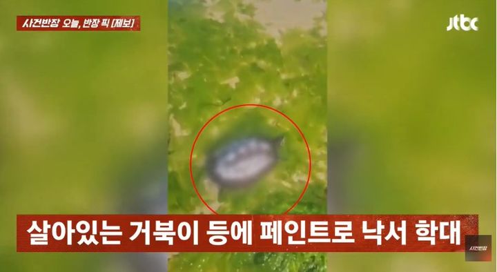 [서울=뉴시스] 50대 남성이 거북이 등껍질에 개인정보와 소원을 적어 바다에 띄운 것으로 추정되는 거북이가 경남의 한 해수욕장에서 발견됐다. (사진 출처=JTBC '사건반장' 캡처)