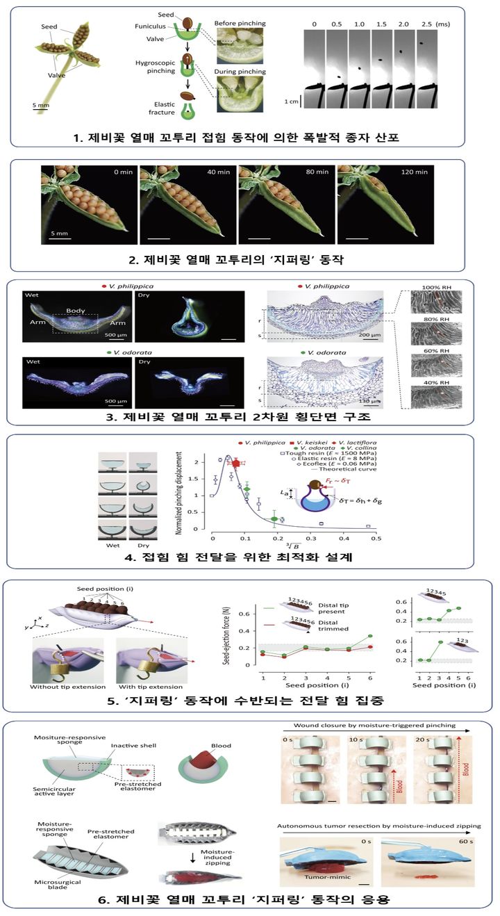 제비꽃 열매 꼬투리가 씨앗을 순차적으로 발사해내는 '지퍼링' 동작의 원리. (사진=과학기술정보통신부 제공) *재판매 및 DB 금지