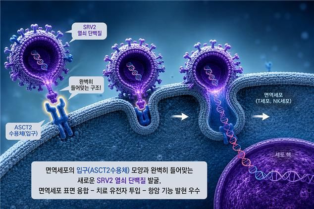 [대전=뉴시스] SRV2 기반 바이러스 전달체 면역세포 진입과정서의 우수성.(사진=화학연구원 제공) *재판매 및 DB 금지