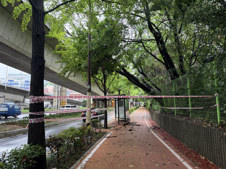 [부산=뉴시스] 20일 오전 동서고가로 출구 부근 도로에서 나무가 전도됐다. (사진=부산소방재난본부 제공) 2026.06.20. photo@newsis.com *재판매 및 DB 금지