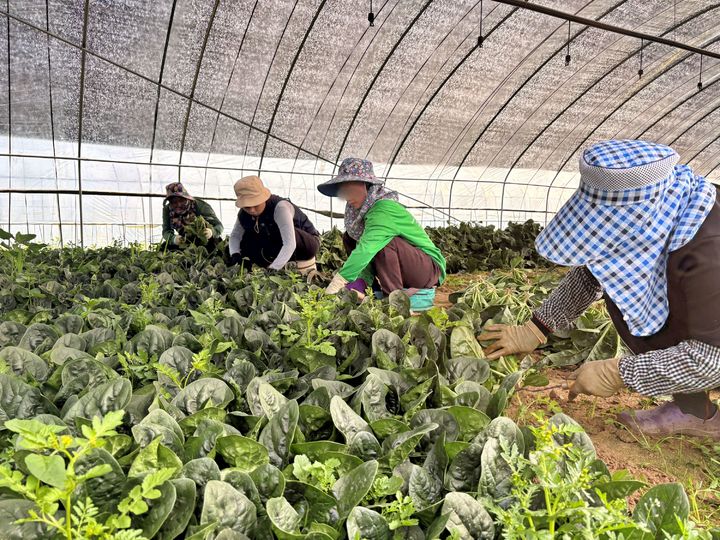[서울=뉴시스] 18일 강원도 평창군에 위치한 시금치 농가에서 '대관령 고랭지 시금치'를 수확하는 모습(사진=롯데마트슈퍼 제공) *재판매 및 DB 금지