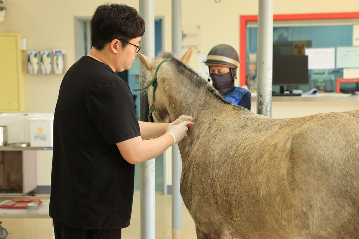 [제주=뉴시스] 렛츠런파크 제주에 입사한 경주마가 여름철 전염병 예방을 위한 접종을 맞고 있다. (사진=한국마사회 제주본부 제공) 2026.06.22. photo@newsis.com *재판매 및 DB 금지