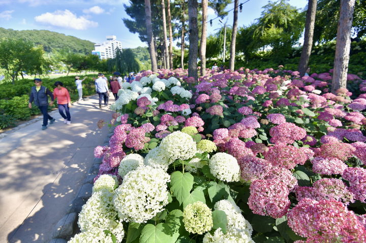 [공주=뉴시스] 지난 제4회 공주 유구색동수국정원 꽃 축제 모습 (사진=아산시 제공) 2026.06.16. photo@newsis.com. *재판매 및 DB 금지