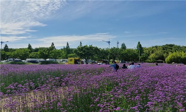 [부산=뉴시스]2만㎡의 대저생태공원 경관농업단지 넓은 부지에 숙근버베나가 보랏빛 장관을 이루고 있다.(사진=부산시 제공) 2026.06.23. photo@newsis.com *재판매 및 DB 금지