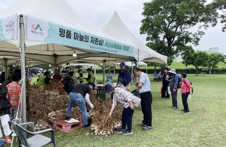 [서산=뉴시스] 지난해 6월27일 서산해미읍성에서 열린 제16회 서산6쪽마늘축제를 찾은 방문객이 6쪽마늘을 고르고 있다. (사진=서산시 제공) 2026.06.23. photo@newsis.com *재판매 및 DB 금지