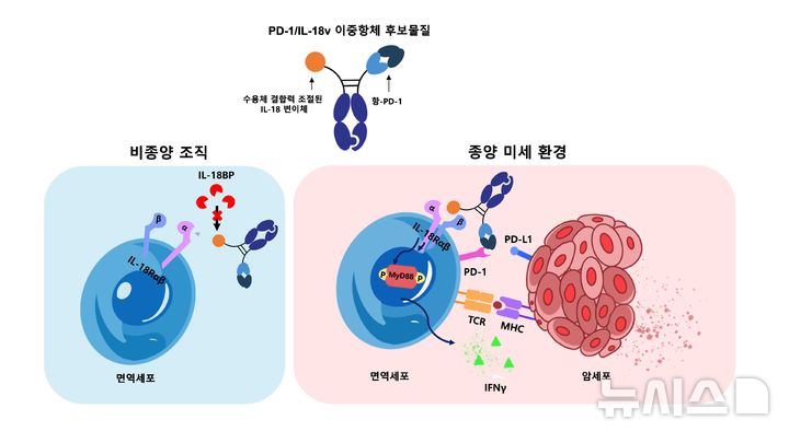 [서울=뉴시스] 갤럭스는 회사의 AI 단백질 설계 플랫폼 '갤럭스디자인'으로 설계한 이중항체 면역항암제가 국가신약개발사업단(KDDF)이 주관하는 국가신약개발사업의 후보물질 단계 신규 지원 대상 과제로 선정됐다고 24일 밝혔다. (사진=갤럭스 제공) 2026.06.24. photo@newsis.com