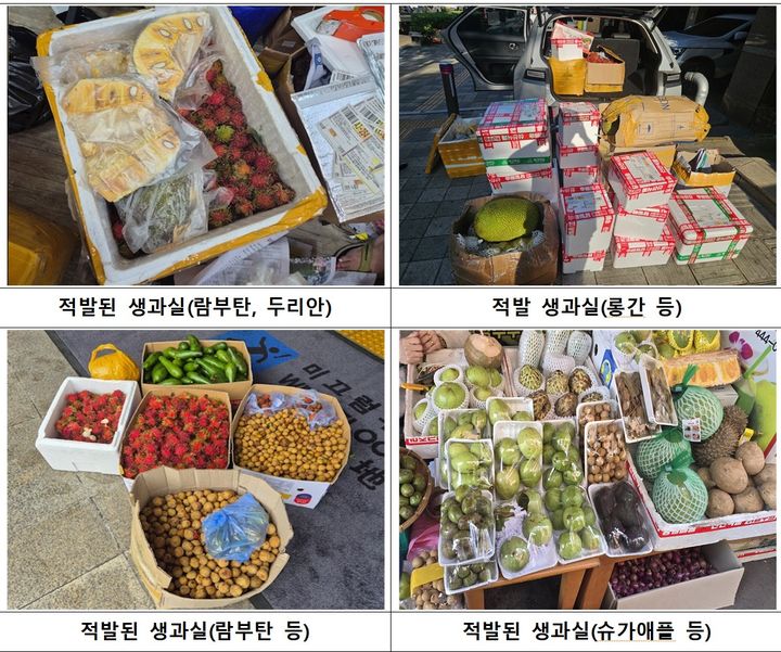 [세종=뉴시스] 앞으로 불법 수입된 생과실과 묘목, 곤충 등 식물검역 대상 물품을 국내에서 양도·유통하면 최대 1년의 징역형에 처하게 된다. (사진 = 농림축산검역본부) 2026.06.24. *재판매 및 DB 금지