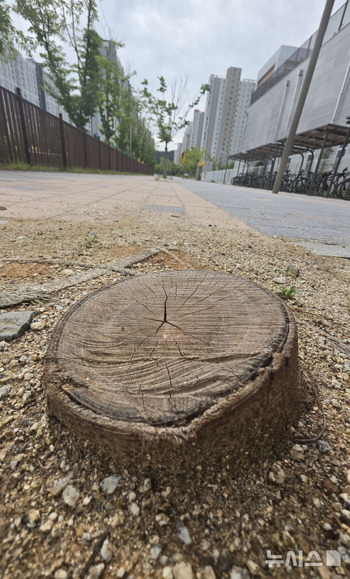 [전주=뉴시스] 김얼 기자 = 전북 전주시 덕진구 만성동에 위치한 양현초등학교와 양현중학교 사잇길의 가로수가 잘린 채 수일째 방치되어 있다. 2026.06.24. pmkeul@newsis.com