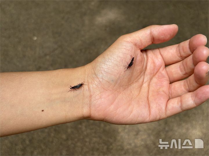 [서울=뉴시스] 신유림 기자 = 활동이 절정에 이를 것으로 예측된 24일 오전, 서울 은평구 백련산 일대에서 러브버그(붉은등우단털파리) 두 쌍이 손과 손목에 짝을 이뤄 앉아 있다. 올해는 이른 고온 현상으로 예년보다 출현 시기가 빨라졌지만, 친환경 물 살수 방역 등의 영향으로 민원 접수는 지난해 대비 대폭 감소했다. 2026.06.24. spicy@newsis.com