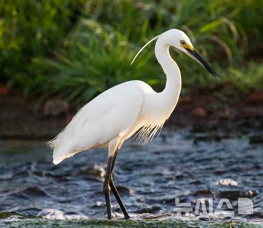 [인천=뉴시스] 인천 부평구 깃대종으로 최종 선정된 '쇠백로'. (사진=부평구 제공) 2026.06.24. photo@newsis.com