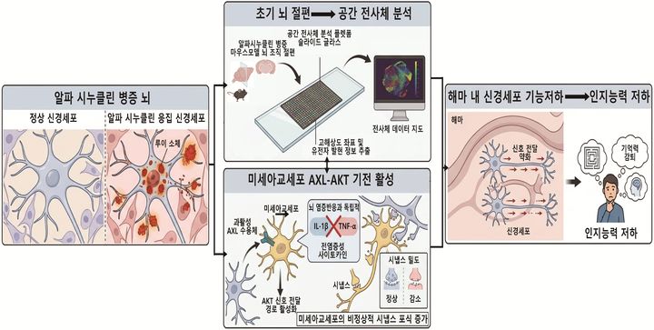 [대구=뉴시스] 공간 전사체 분석으로 규명한 비염증성 미세아교세포 포식기전. (사진=한국뇌연구원 제공) 2026.06.24. photo@newsis.com *재판매 및 DB 금지