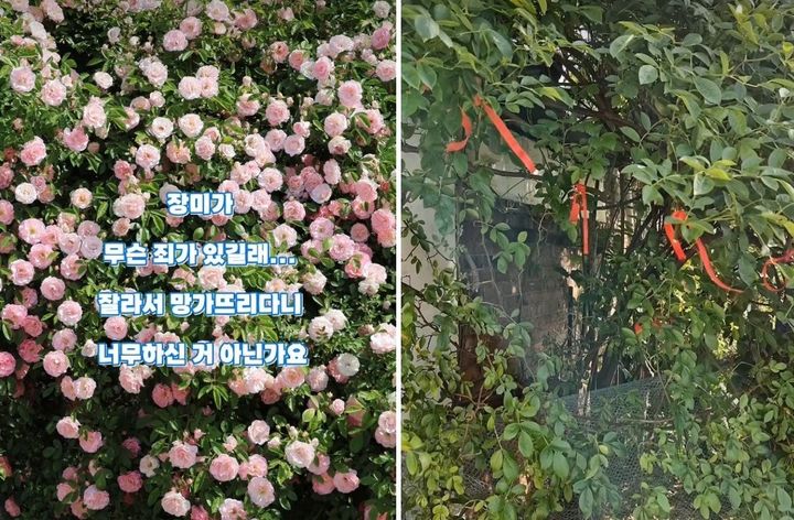 파란대문장미가 만개한 모습(왼쪽)과 불상의 인물이 잘라간 뒤 모습(오른쪽). (사진=온라인 커뮤니티 캡처) *재판매 및 DB 금지