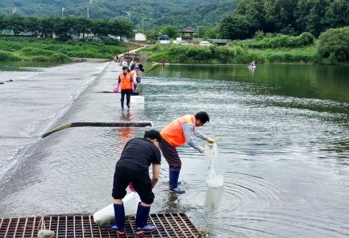 [함양=뉴시스] 경남 함양군 내수면 수산자원 조성 위한 수산종자 106만여 마리 방류. (사진=함양군 제공) 2026.06.25. photo@newsis.com&nbsp; *재판매 및 DB 금지