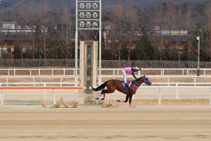 [부산=뉴시스] 오너스컵 출전마 '로쉬'. (사진=한국마사회 렛츠런파크 부산경남 제공) 2026.06.25. photo@newsis.com *재판매 및 DB 금지