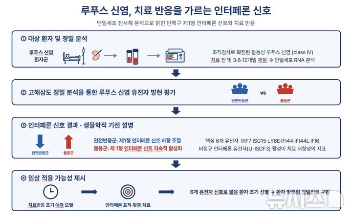 [서울=뉴시스] 루푸스 신염, 치료 반응을 가르는 인터페론 신호. (사진= 한양대병원 제공)