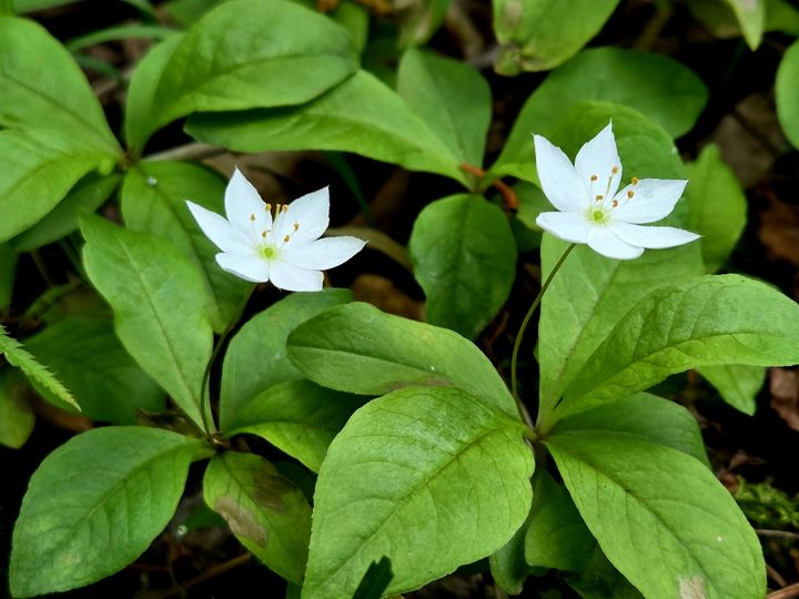 [산청=뉴시스] 지리산국립공원, 멸종위기야생생물Ⅱ급 기생꽃 개화 (사진=지리산국립공원 제공) 2026. 06. 25. photo@newsis.com *재판매 및 DB 금지