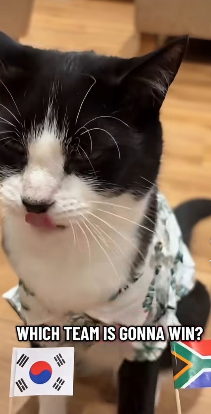 [서울=뉴시스] 월드컵 예언 고양이 빌리 (사진출처:인스타그램 캡쳐/ billy_heartnose) 2026.06.25