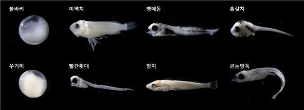 [부산=뉴시스] 지난해 울릉도와 독도 주변 해역에서 처음으로 나타난 주요 어란 및 자치어. (사진=국립수산과학원 제공) 2026.06.25. photo@newsis.com *재판매 및 DB 금지