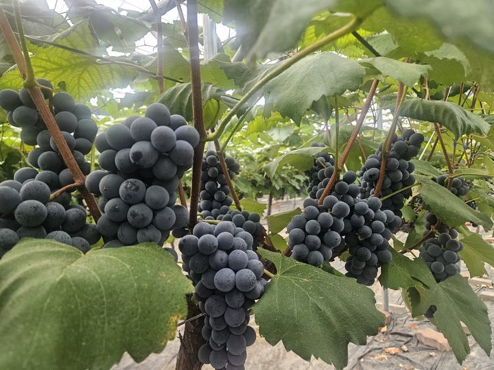 [보령=뉴시스] 첫 출하되는 보령시 남포면 옥서리 과수농가의 '사현포도'. (사진=보령시청 제공) 2026.06.26. photo@newsis.com *재판매 및 DB 금지