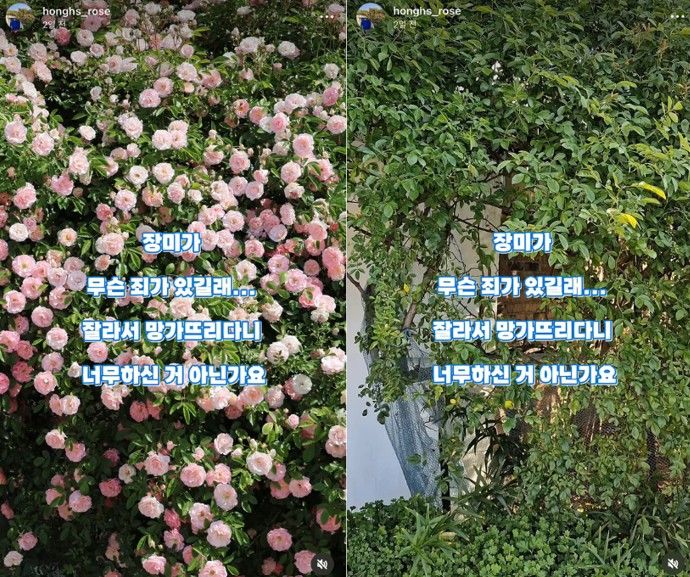 [서울=뉴시스] 수원의 사진 명소로 유명해진 주택가의 주인이 장미 담장이 무단 절단 피해 사실을 SNS 공개했다. (사진=인스타그램 캡처)