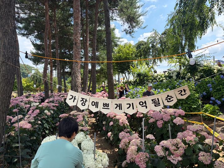 [공주=뉴시스] 제5회 공주 유구색동수국정원 꽃 축제 현장 모습(사진=공주시).2026.06.26.photo@newsis.com. *재판매 및 DB 금지