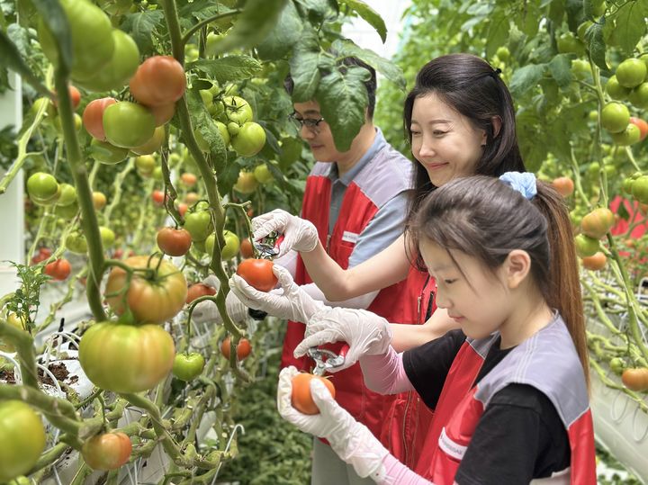 [서울=뉴시스] 27일 신세계푸드 임직원과 가족 20여 명이 충남 논산시 광석면에 위치한 토마토 공급 협력농가 팜팜농장에서 토마토 수확, 선별, 포장 등 봉사활동을 펼쳤다.(사진=신세계푸드 제공) *재판매 및 DB 금지