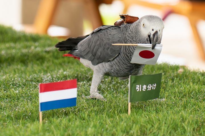 [서울=뉴시스] 일본의 유명 '예언 앵무새'가 브라질과의 2026 국제축구연맹(FIFA) 북중미 월드컵 32강전에서 일본의 승리를 예측했다. (사진=나스동물왕국 홈페이지 캡처) *재판매 및 DB 금지