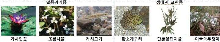 [원주=뉴시스] 석호 멸종위기종(동·식물) 보호·생태계 교란종. (사진=기후에너지환경부 원주지방환경청제공) 2026.06.30. photo@newsis.com *재판매 및 DB 금지