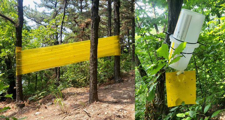 [인천=뉴시스] 최유리 인턴기자 = 계양산 등산로 곳곳에 설치된 끈끈이 트랩과 페로몬 트랩. 2026.6.30. *재판매 및 DB 금지