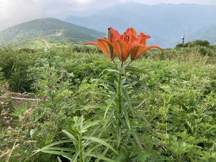  [구례=뉴시스] 지리산 특별보호구역에서 여름철 피어난 멸종위기 Ⅱ급 '날개하늘나리'. (사진=지리산전남사무소 제공) 2026.06.30. photo@newwsis.com *재판매 및 DB 금지