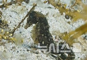 [서울=뉴시스] 산호해마. (사진=김미루씨 제공)