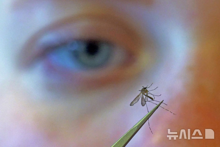 [유타=AP/뉴시스]사진은 미국 유타주 솔트레이크시티에서 모기를 조사하고 있는 시립 생물학자.2019.08.26.