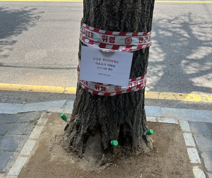 [전남광주=뉴시스] 전남광주 동구는 지난달 26일 가로수에 소금물을 뿌려 피해를 입힌 용의자를 처벌해달라는 내용으로 경찰에 수사를 의뢰했다고 2일 밝혔다. 사진은 소금물 살포로 피해를 입은 전남광주 동구 도심 한 가로수. (사진 = 전남광주 동구 제공) 2026.07.02. photo@newsis.com *재판매 및 DB 금지