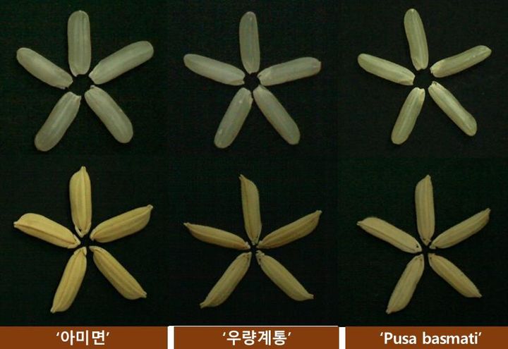 [세종=뉴시스] 농촌진흥청은 오는 3일 부산항국제전시컨벤션센터에서 국내 밥쌀용 쌀 수급 조절과 수출시장 개척을 위한 '장립종 벼 기반 쌀 산업 혁신프로젝트' 공동연수(워크숍)를 개최한다고 2일 밝혔다. 사진은 인디카 장립종 계통 비교 자료. 왼쪽부터 기존 중장립종 '아미면', K-인디카 장립 우량계통, 바스마티(푸사바스마티). (사진=농진청 제공) 2026.07.02. photo@newsis.com *재판매 및 DB 금지
