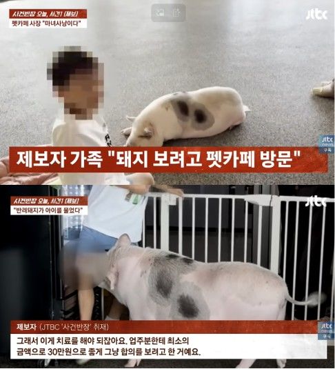 [서울=뉴시스] 펫카페를 방문한 아이가 반려 돼지에게 물리는 사고가 발생해 논란이 일고 있다. (사진 출처=JTBC '사건반장' 캡처)