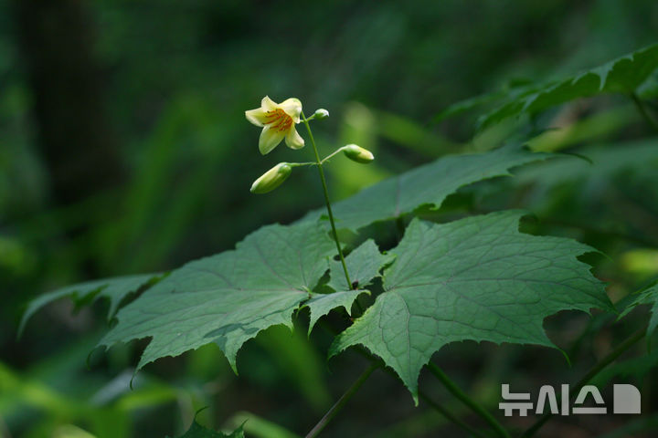 [산청=뉴시스] 국가숲길 제1호 지리산둘레길의 산청군 운리 구간 대표식물로 선정된 '나도승마'. 나도승마(학명 Kirengeshoma koreana)는 산청 등 일부 지역에만 자생하는 우리나라 특산식물이자 멸종위기 야생생물 Ⅱ급이다.(사진=경남도 제공) 2026.07.02. photo@newsis.com