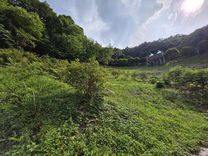 [청주=뉴시스] 충북 청주시가 상당구 미원면 구방리 일원에 조성한 밀원숲. (사진=청주시 제공) 2026.07.05. photo@newsis.com *재판매 및 DB 금지