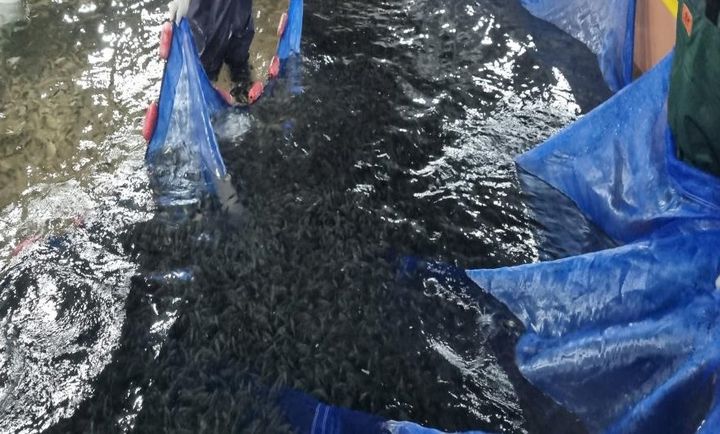 [부산=뉴시스] 조피볼락 종자 (사진=한국수산자원공단 제공) 2026.07.06. photo@newsis.com *재판매 및 DB 금지