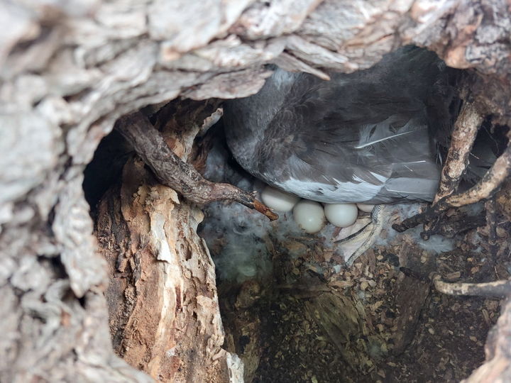 [대구=뉴시스] 가마우지 배설물로 백화현상과 수목 고사 피해를 겪었던 대구 수성못 둥지섬에서 조류 포란 현장이 포착됐다. (사진=대구 수성구 제공) 2026.07.06. photo@newsis.com *재판매 및 DB 금지