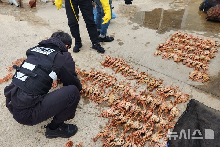[포항=뉴시스] 안병철 기자 = 경북 동해안 일대에서 대게암컷을 불법 포획하고 운반·유통한 일당 4명이 검거됐다.(사진=포항해양경찰서 제공) 2026.07.06. photo@newsis.com.