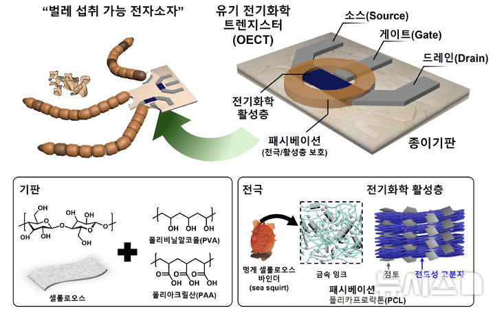 유기 전기화학 트렌지스터(OECT) 구성요소- 벌레가 섭취할 수 있는 OECT 소자의 구조와 각 소재의 구성성분을 나타낸다. 수계에서 안정적으로 사용가능한 소수성 처리된 가교 종이기판(왼쪽) 위에, 멍게 셀룰로오스 유래 바인더 함유 금속전극과 PEDOT:PSS/MMT 전기화학 활성층(오른쪽) 소재를 이용했다. (모식도=GIST 제공) photo@newsis.com